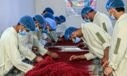 Des employés afghans trient du safran, le 23 juillet 2024, dans une entreprise de Herat 