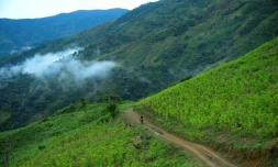 La Colombie reste le premier producteur de cocaïne du monde