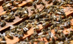 Le Port : les abeilles sentinelles sont à l'honneur
