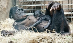 Une femelle bonobo et son petit, le 21 juillet 2015 dans un zoo à Francfort, en Allemagne ( DPA / CHRISTOPH SCHMIDT )