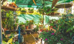 Le Port : Yolaine Lin décroche le 1er prix du concours Jardins et Balcons Fleuris 202