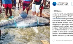 Requins