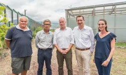 Agrivoltaïsme à La Réunion : 15 années où l'électrique et l'agricole travaillent ensemble 