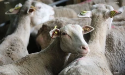 moutons 