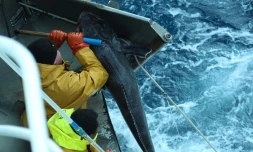 Pêche à la légine