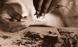 Un médicament contre l'addiction au zamal