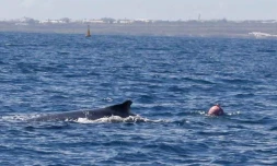Baleines