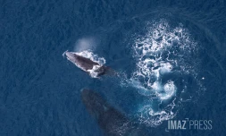 baleines septembre 2023