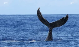 Baleines