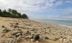 La houle se déchaîne sur le littoral jeudi 19 avril