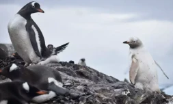 Photo diffusée par le sous-officier Hugo Barros montrante un spécimen de manchot papou (Pygoscelis papua) blanc (d) atteint de leucistisme, sur la base chilienne Gabriel Gonzalez Videla en Antarctique, en janvier 2024 ( Hugo Barros / Hugo HARROS )