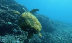 tortue vetyte retourne à l'océan