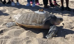La tortue olivâtre Nesta a été relâchée dans la mer