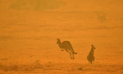 Les scientifiques estiment que plus d'un milliard d'animaux ont été tués