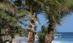 Plage de Boucan