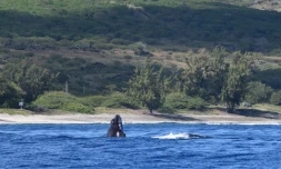 Baleines : Addidas de retour à La Réunion 22 ans après sa première observation