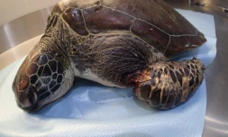 Une tortue décède, la nageoire blessée par un fil de pêche