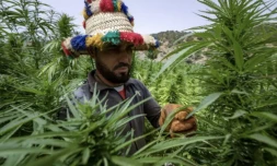 Un agriculteur vérifie la récolte de cannabis à Mansoura, dans la région de Chefchaouen, au sud-est de Tanger, le 18 juillet 2024 ( AFP / FADEL SENNA )