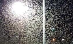 Invasion, sauterelles, États-Unis