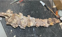 Hérault : il promÚne son chien et tombe sur un os de dinosaure vieux de 70 millions d'années