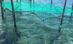 Installation du piège - requin juvénile