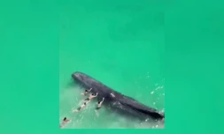 Baleine en Australie