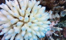  blanchissement du corail