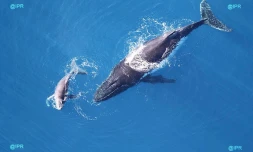 Baleines 