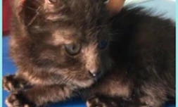 Maltraitance animal association Réunion protection animale