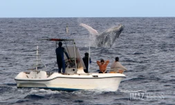 baleines et bateau 