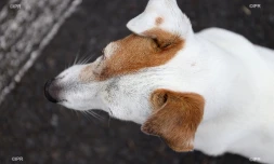 chiens 