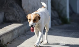 chien errant 