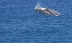 Baleine à Bosse