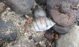 Poissons morts à Saint-Leu