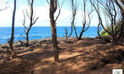 Saint-Philippe : fermeture du sentier littoral à cause d'une échelle vétuste