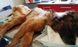 Appel aux dons pour une chienne en souffrance L'Arche de noé