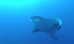 Raie Manta 