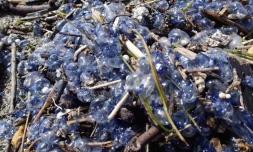 Physalies urticantes 8 février 2018 