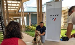 Chien à adopter