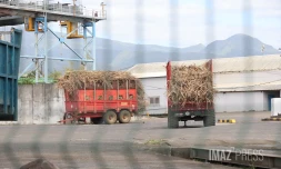 Grève à l'usine Bois-Rouge : les planteurs en colère veulent mettre la pression sur Tereos [?]