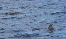 Kélonia : la tortue Valentin identifiée à nouveau 