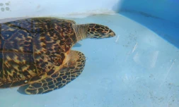 la tortue EPOÏ soignée apres avoir avacuée un hamecon 