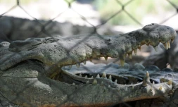 "Tu songes Ă tâĂ©vader ? RĂ©flĂ©chis-y Ă deux fois" : IsraĂ«l pourrait entourer ses prisons de crocodiles du Nil