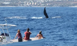baleines