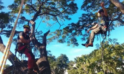 Stop au massacre, préservons nos pied'bois