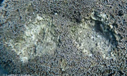 Lagon de Saint-Pierre : des bénitiers pillés à même le corail