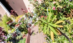 Concours jardins fleuris 2018