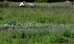 Agriculture