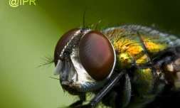 Au plus près de l'infiniment beau