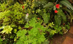 Cours et balcons fleuris 